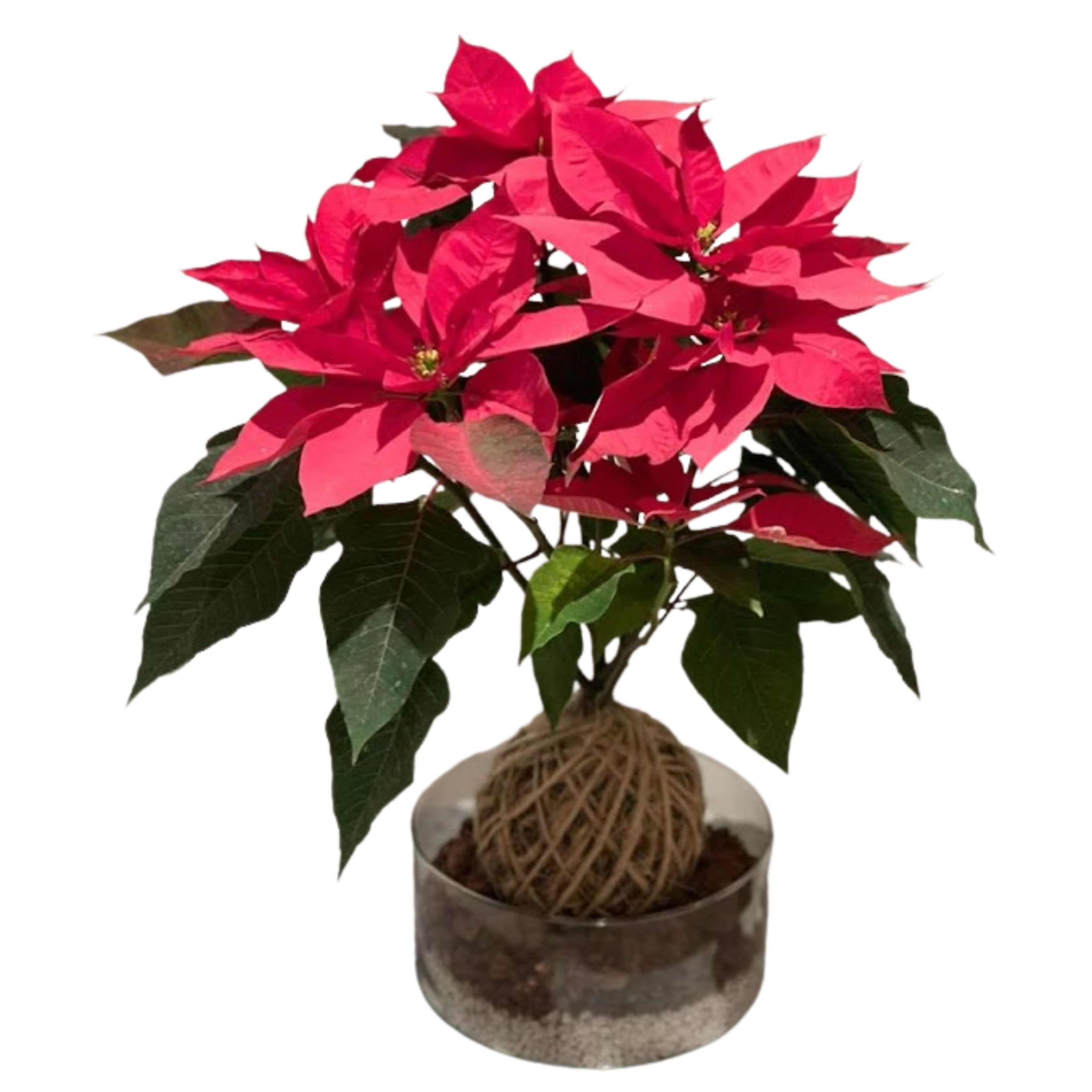 Nochebuena en Kokedama — Detalle Navideño para Regalar | Semihita