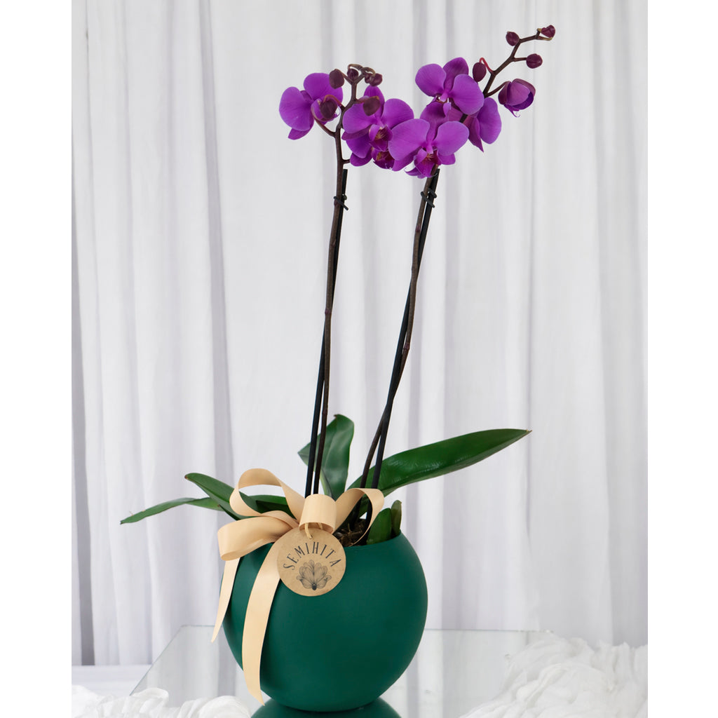 Orquidea en maceta